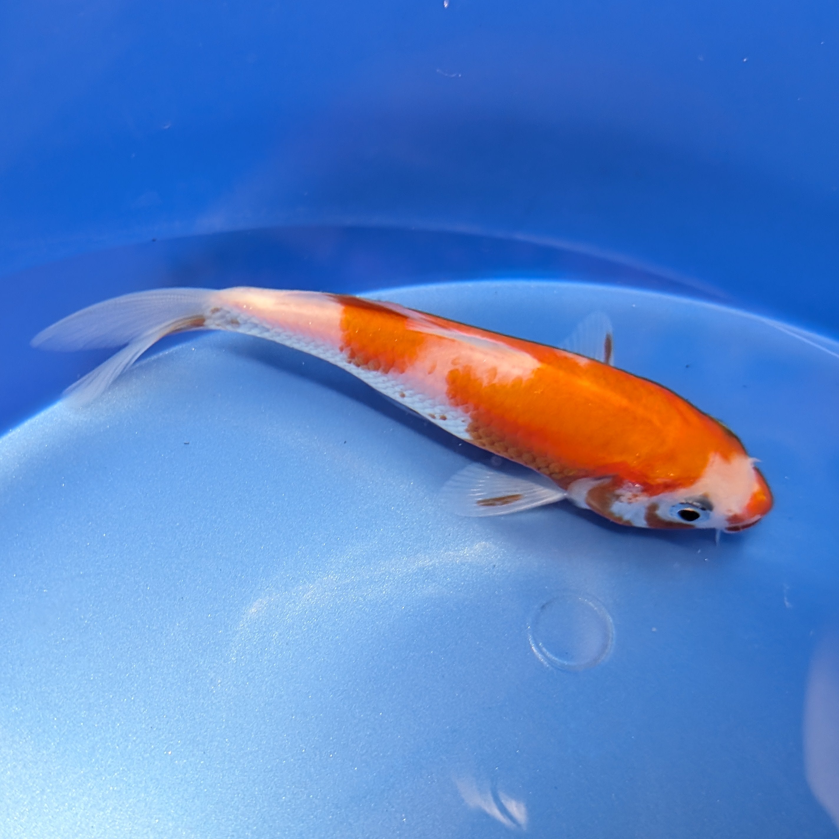 Kohaku Koi  4"in. ID#806BFK-023