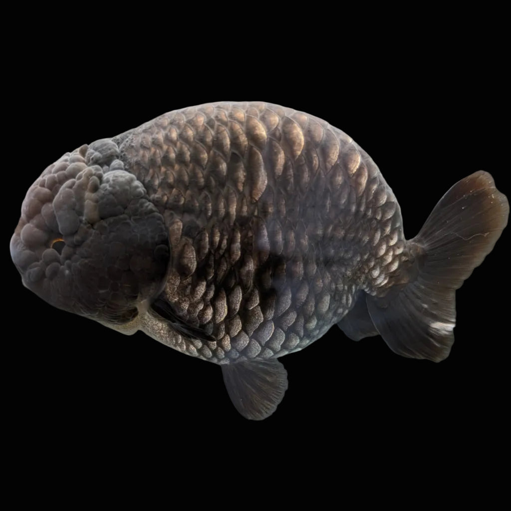 Jumbo Ranchu Dragon Scale Blue / Black 4.5"-5" in. ID#1009R8A-055