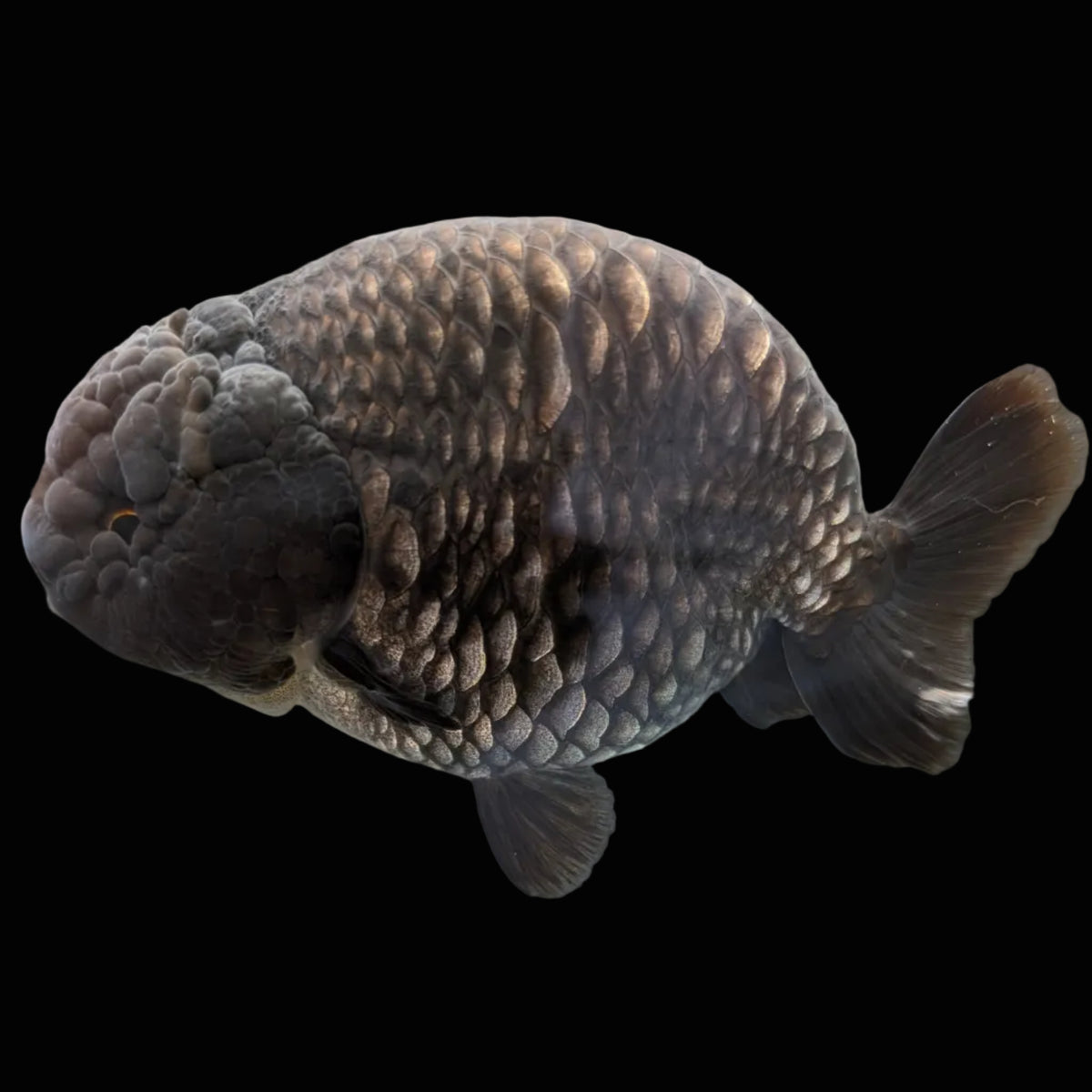 Jumbo Ranchu Dragon Scale Blue / Black 4.5"-5" in. ID#1009R8A-055