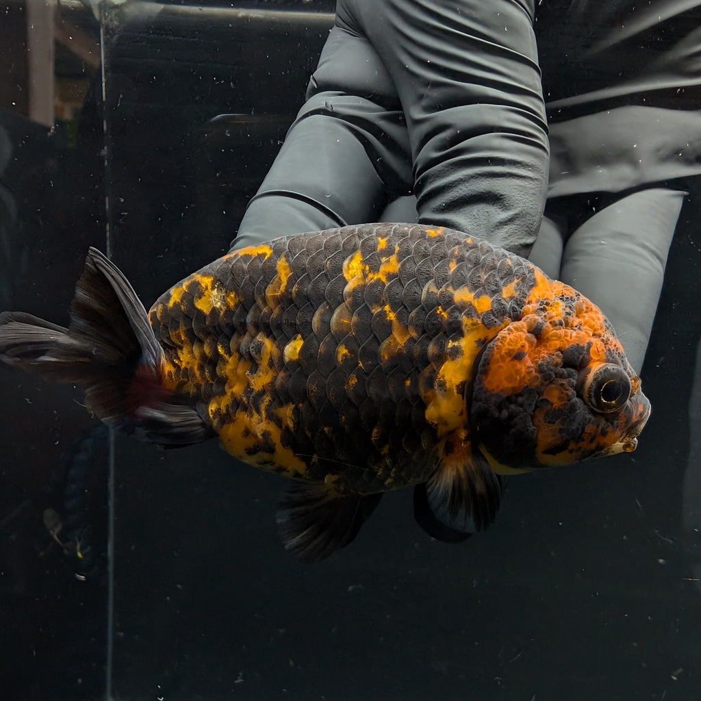 Jumbo Ranchu Calico 3.5"- 4" in. ID#717R8A-005