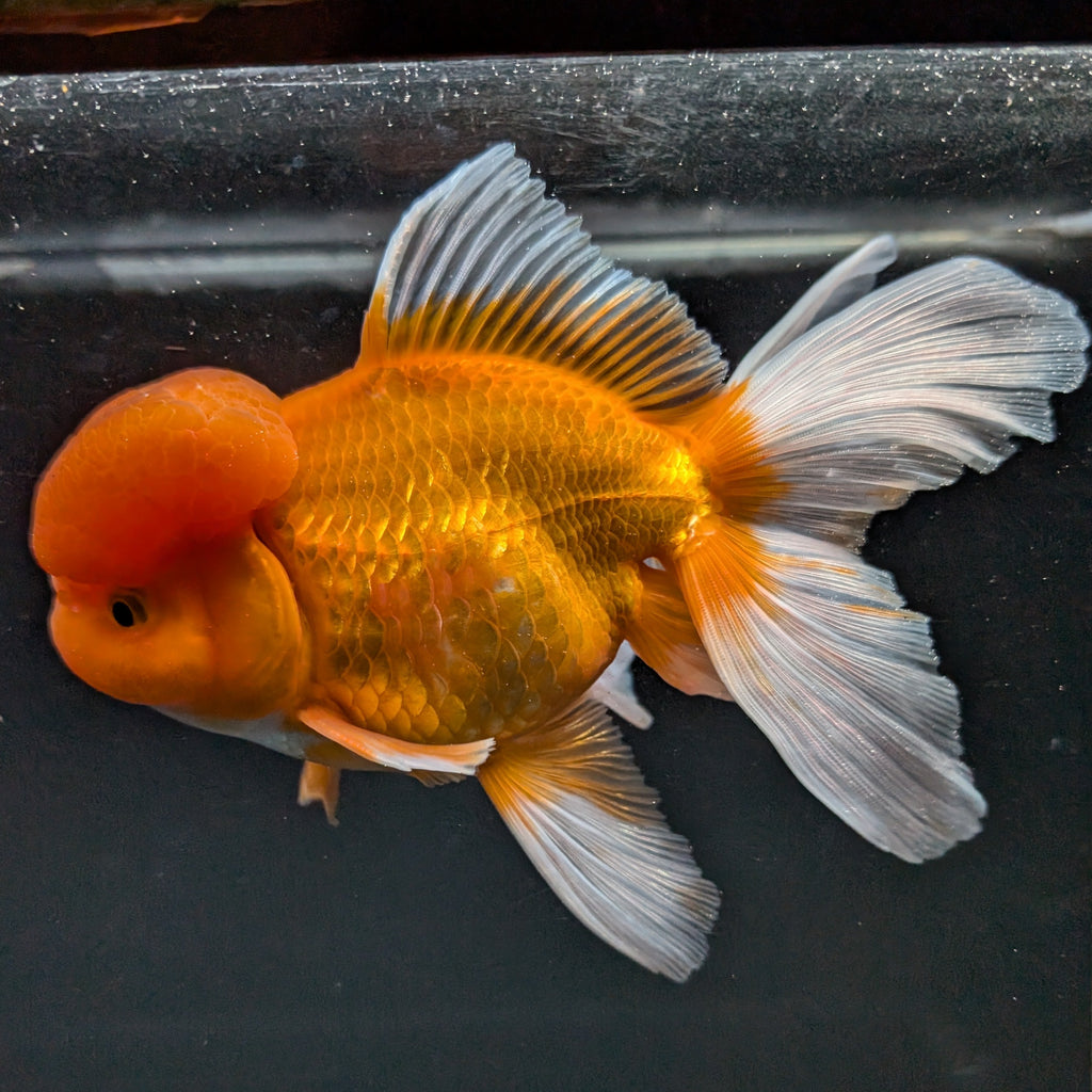 Jumbo Oranda Red White 6.5"-7"in.  ID#515T5B-002