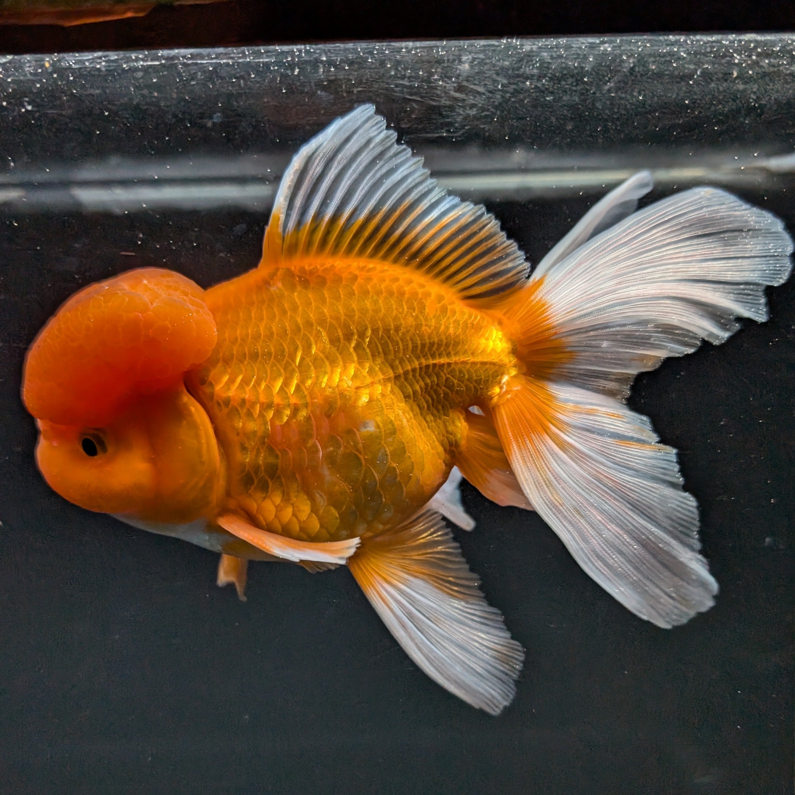 Jumbo Oranda Red White 6.5"-7"in.  ID#515T5B-002