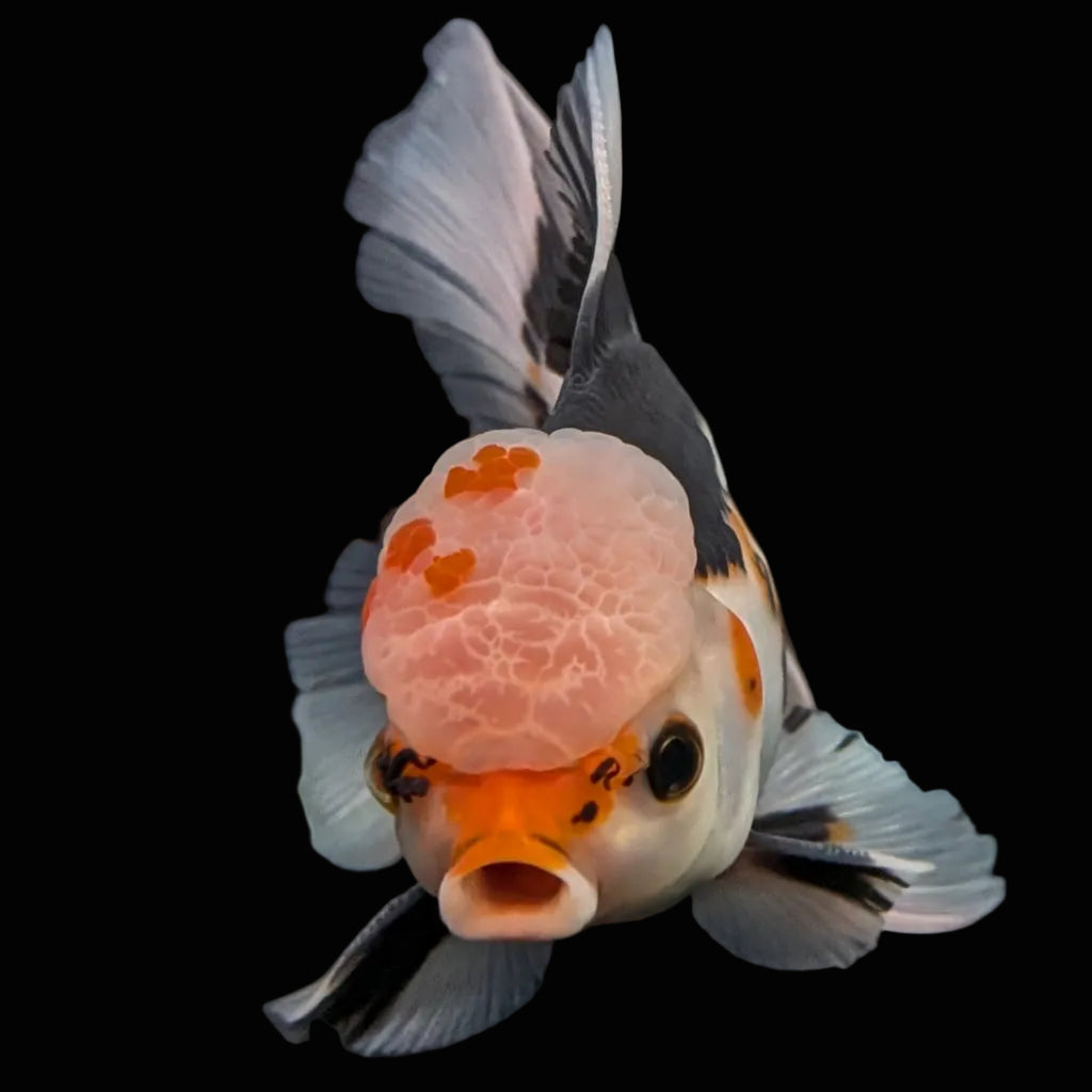 Thai Oranda Tricolor  4.5"-5"  ID#718T5B-003