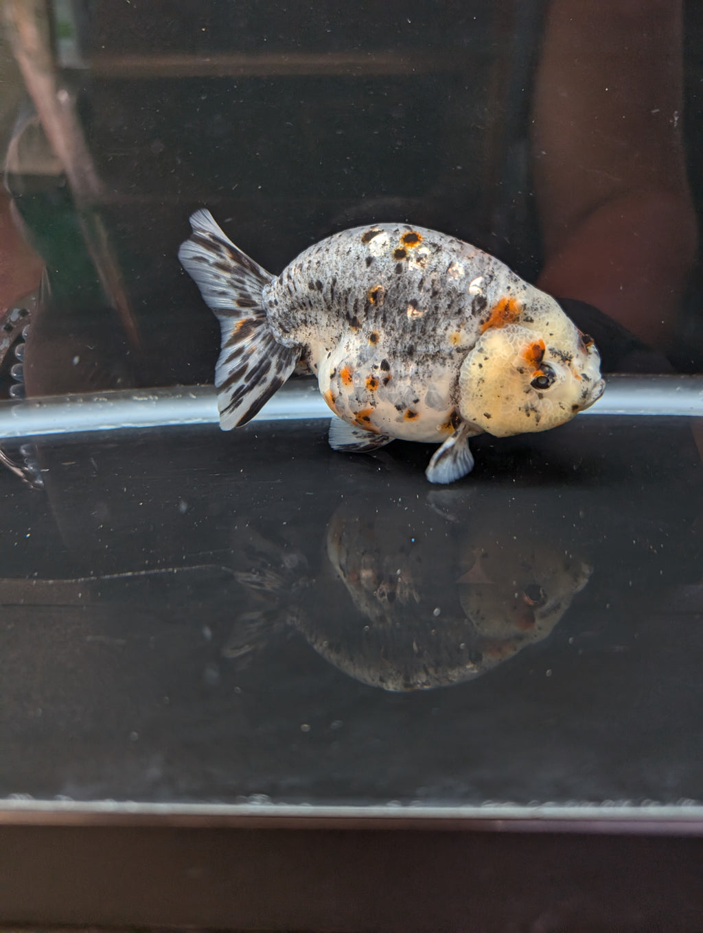 Jumbo Ranchu Kirin Calico 4.5"-5" in. ID#814R8A-025 Please See Notes.