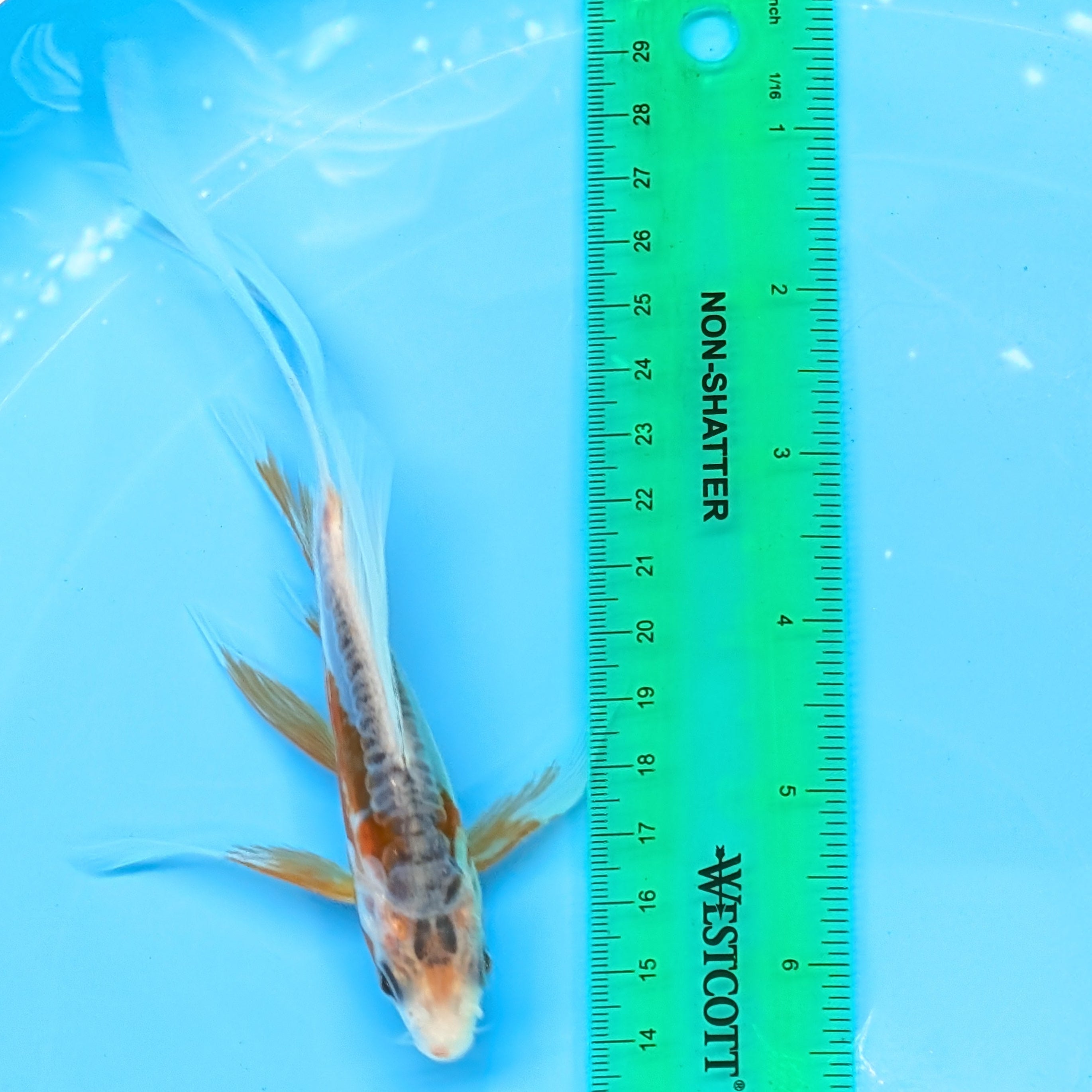 Shusui Butterfly Koi  5"-6" in. ID#727BFK-004