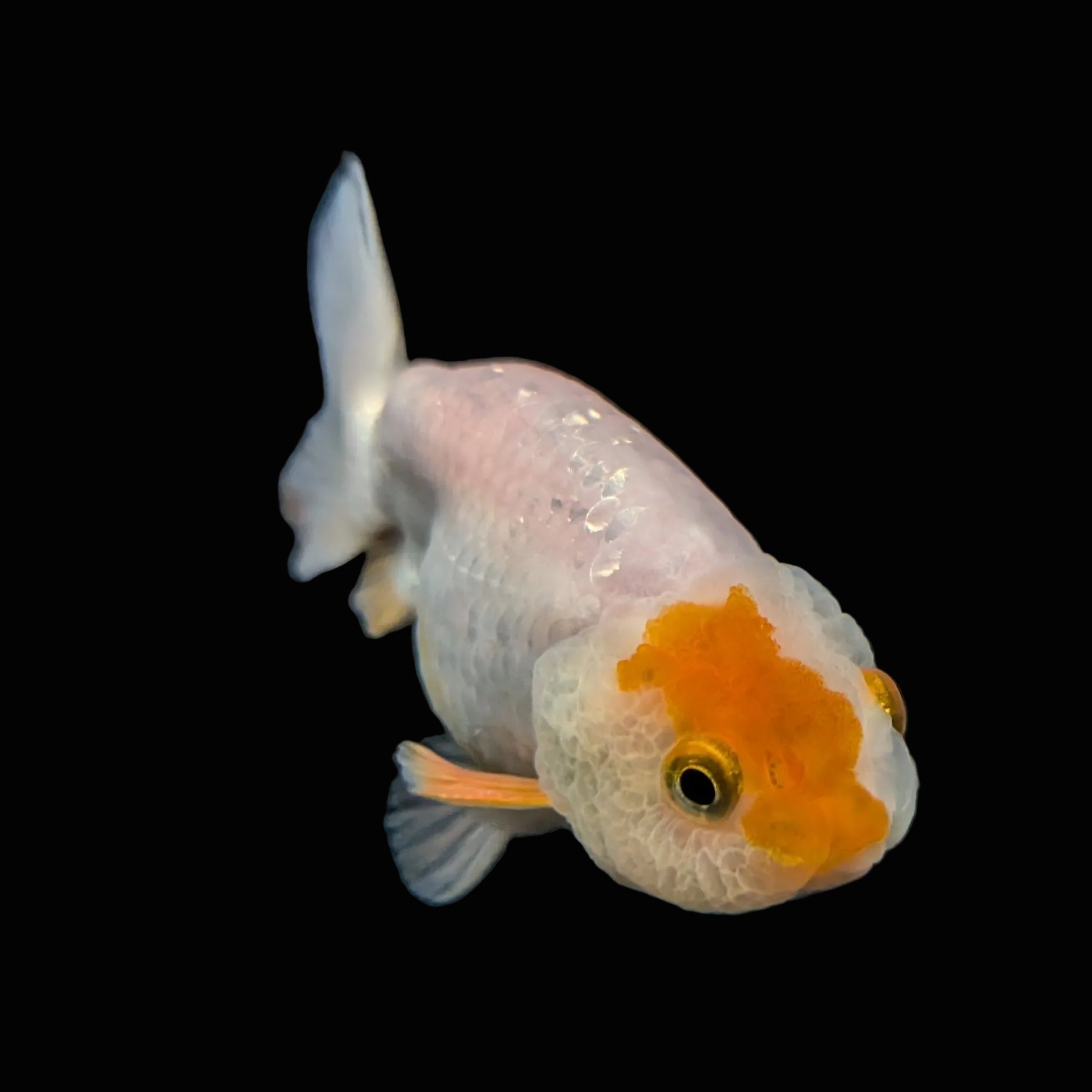 Ranchu Red White 3"-3.5" in. ID#501R13A-024