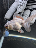 Juvenile Oranda Lavender 3"-3.5"in.  ID#619T1A-001