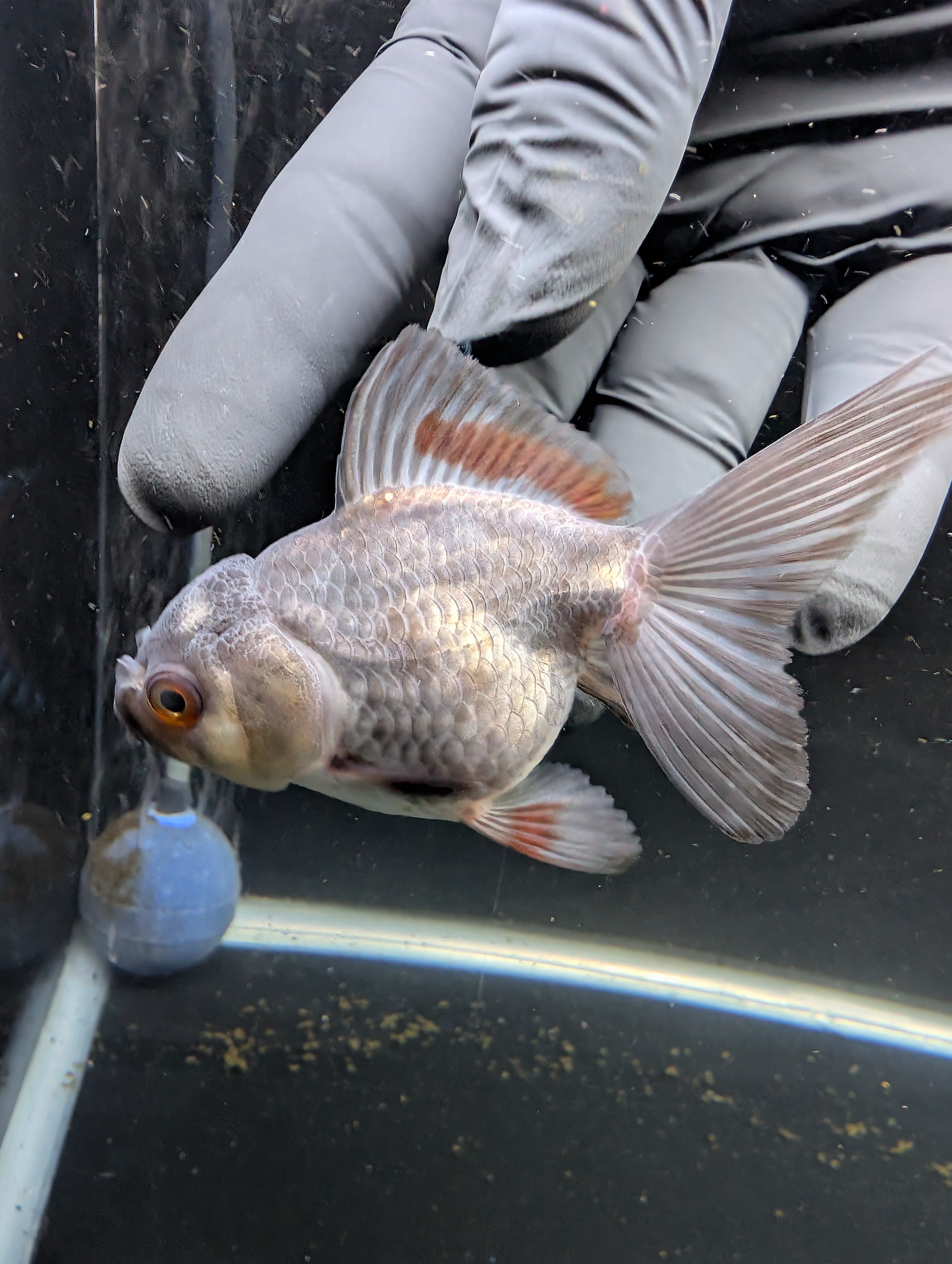 Juvenile Oranda Lavender 3"-3.5"in.  ID#619T1A-001