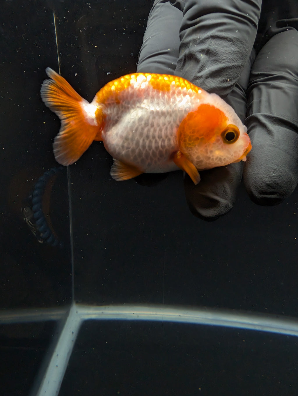 Baby Ranchu Red White 2.5"-3" in. ID#605R4A-072