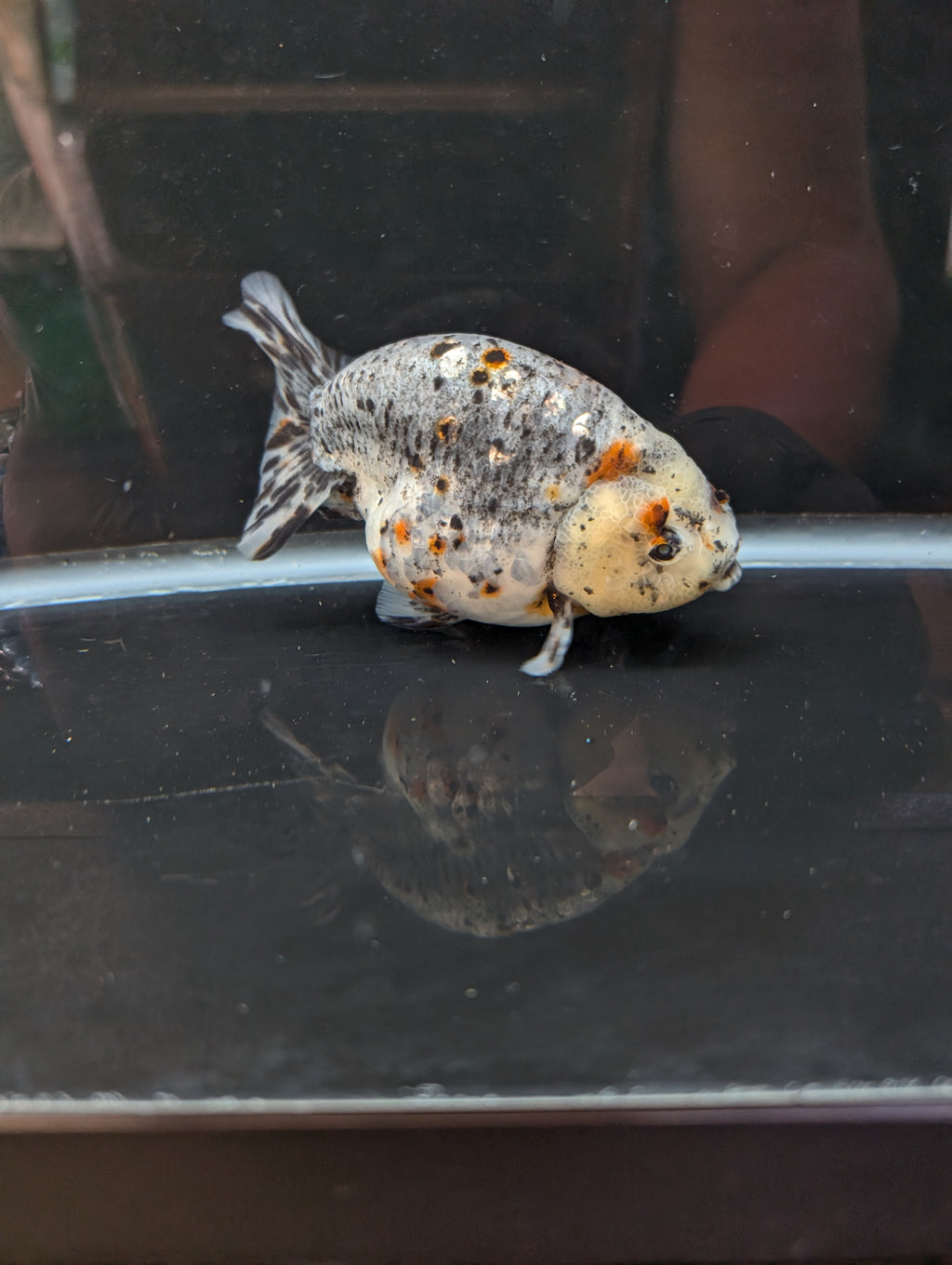 Jumbo Ranchu Kirin Calico 4.5"-5" in. ID#814R8A-025 Please See Notes.