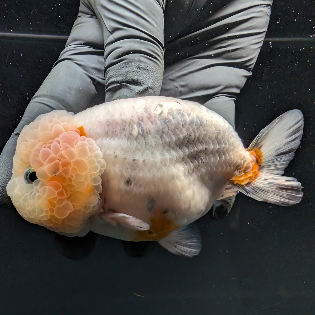 Jumbo Ranchu Calico 3.5"- 4" in. ID#710R8A-027