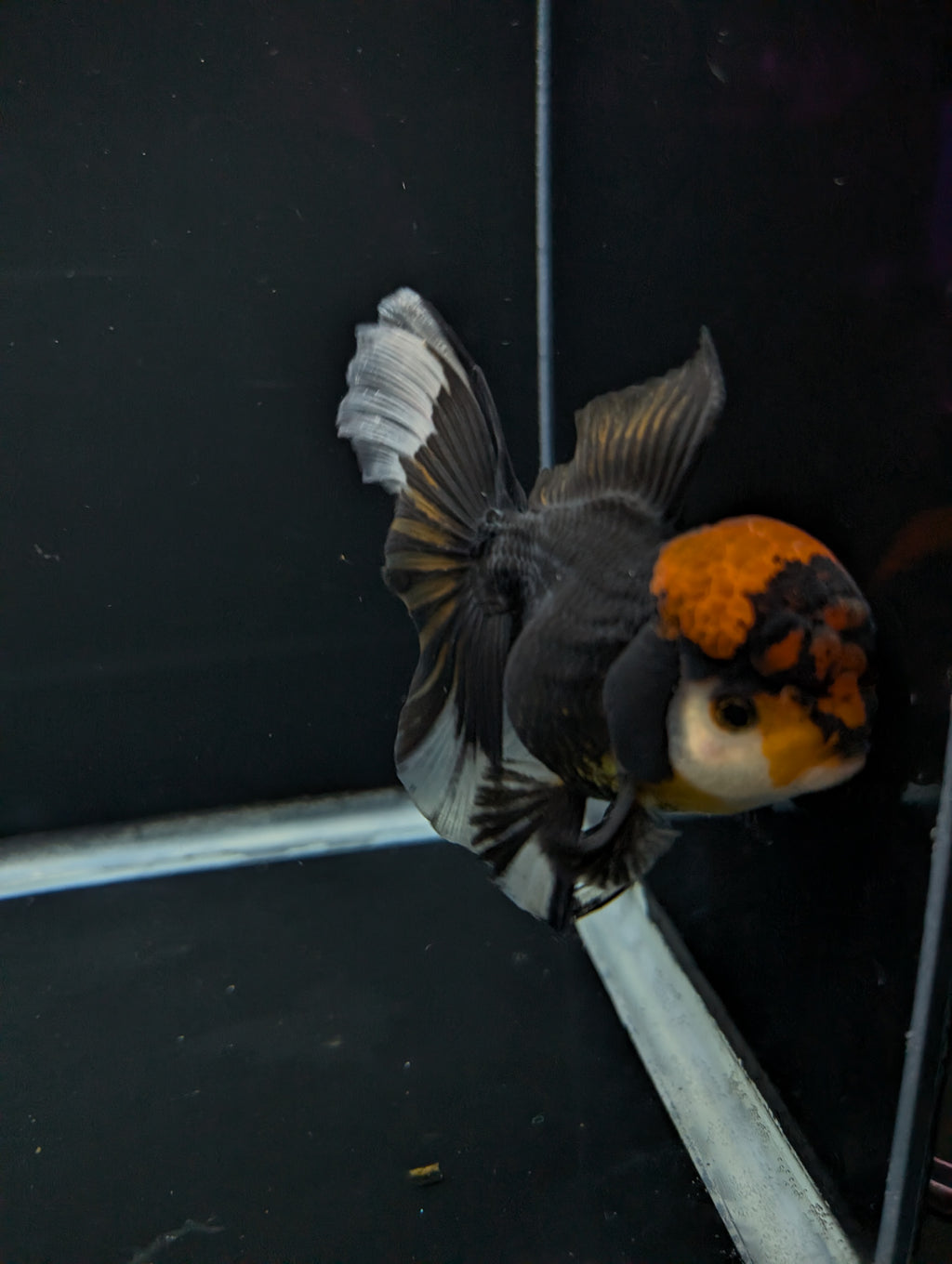 Thai Oranda Tricolor 4"-4.5"in.  ID#1023T1A-021