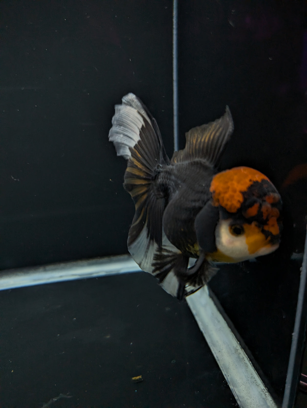 Thai Oranda Tricolor 4"-4.5"in.  ID#1023T1A-021