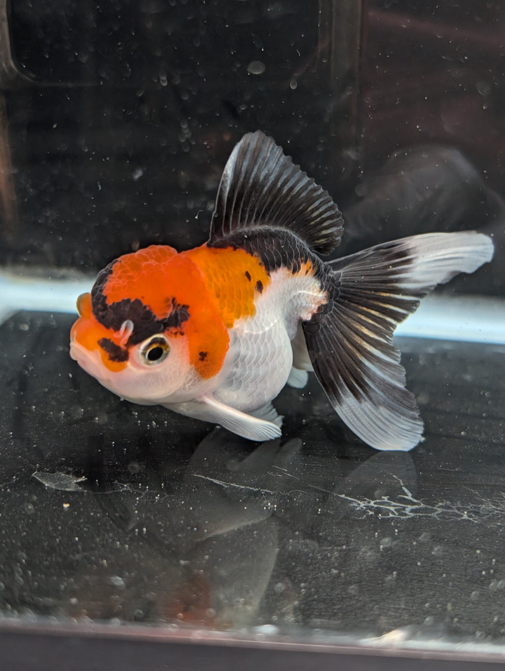 Juvenile Oranda Tricolor 3.5"-4" in.  ID#410T8A-017