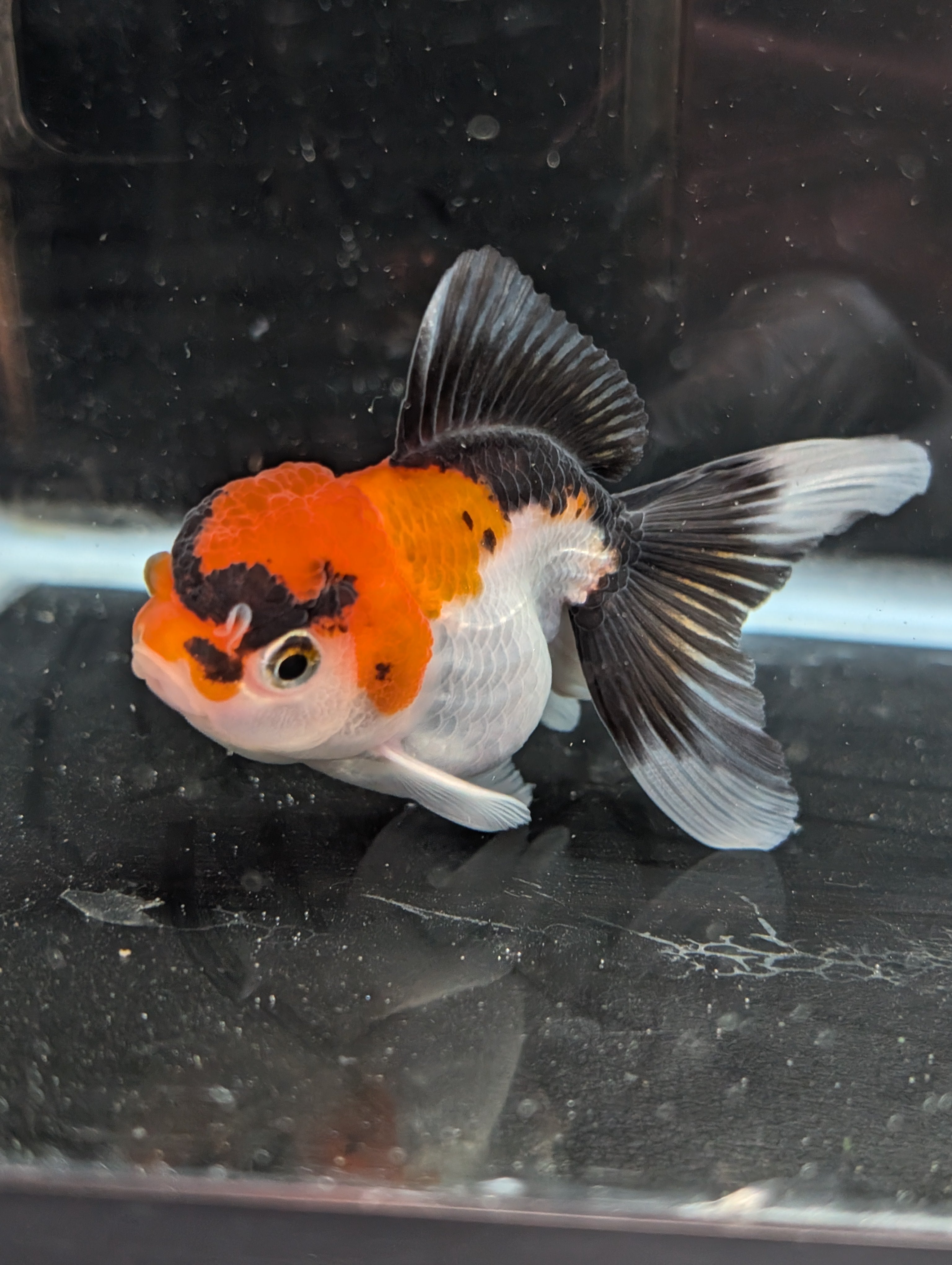 Juvenile Oranda Tricolor 3.5"-4" in.  ID#410T8A-017
