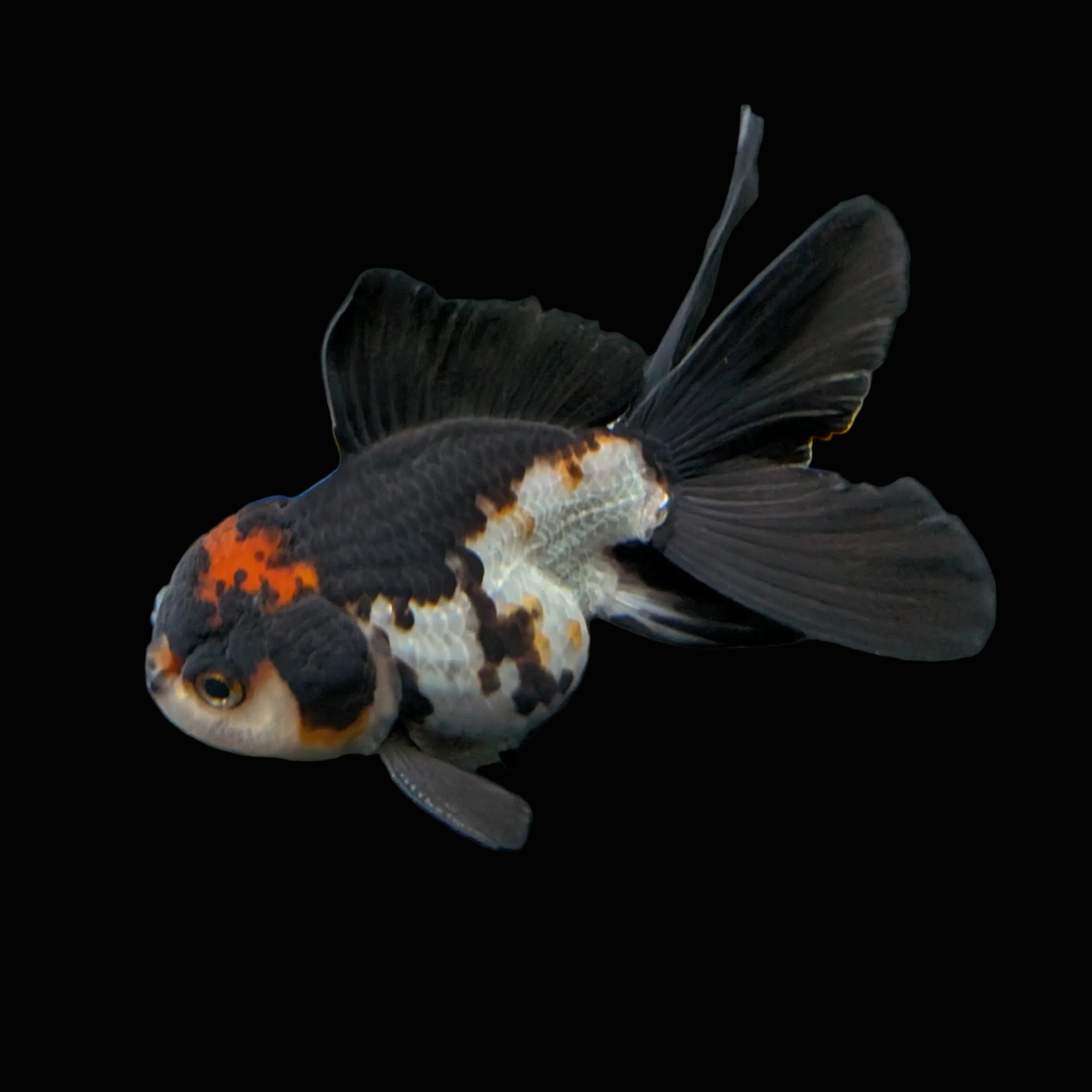 Thai Juvenile Oranda Tricolor 3"-3.5" in.  ID#717T1A-001