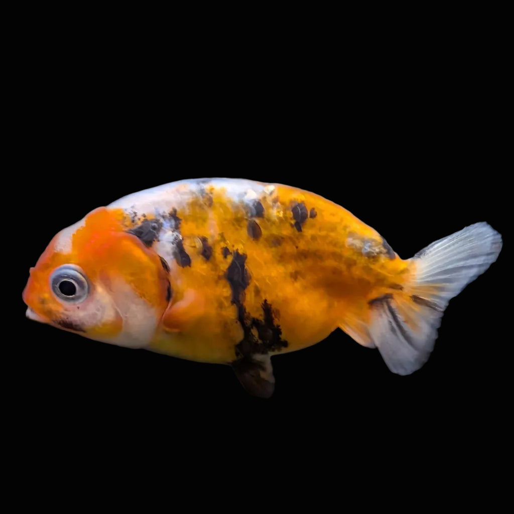 Baby Ranchu Calico 2"-2.5" in. ID#508R3A-017