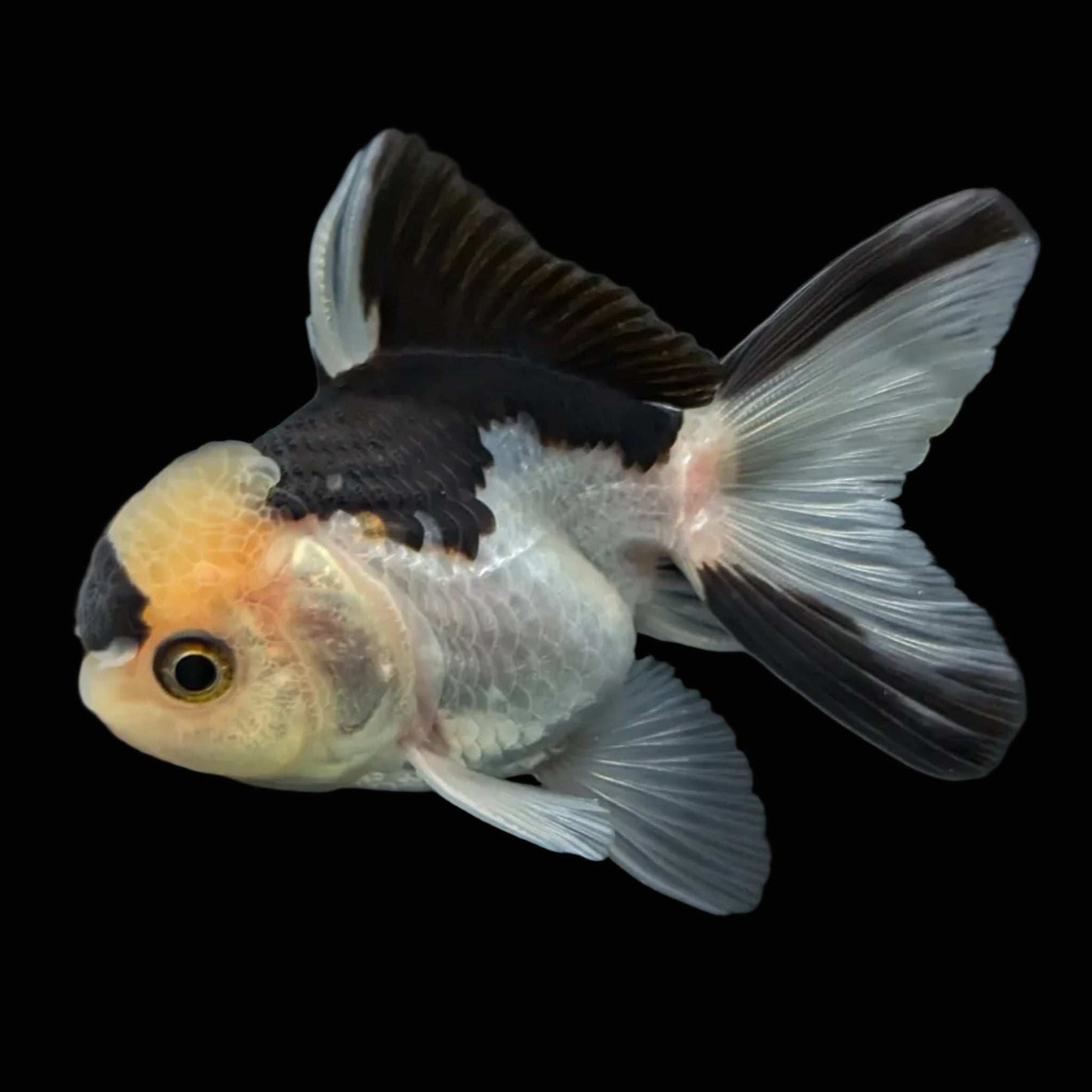 Juvenile Thai Oranda Panda 3"in.  ID#814T1A-008