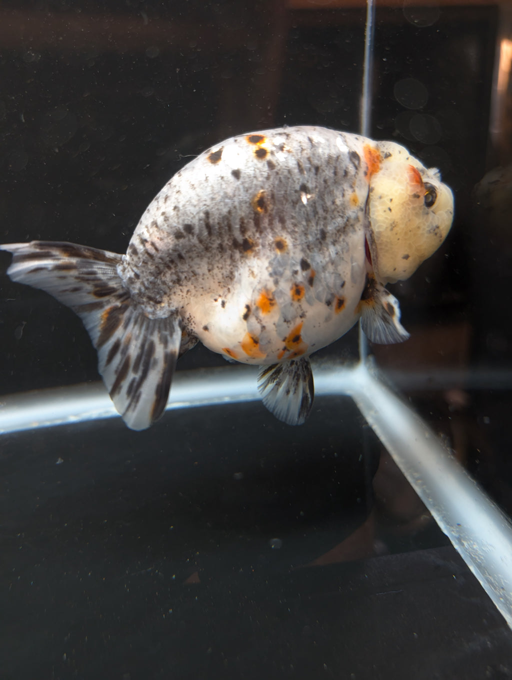 Jumbo Ranchu Kirin Calico 4.5"-5" in. ID#814R8A-025 Please See Notes.
