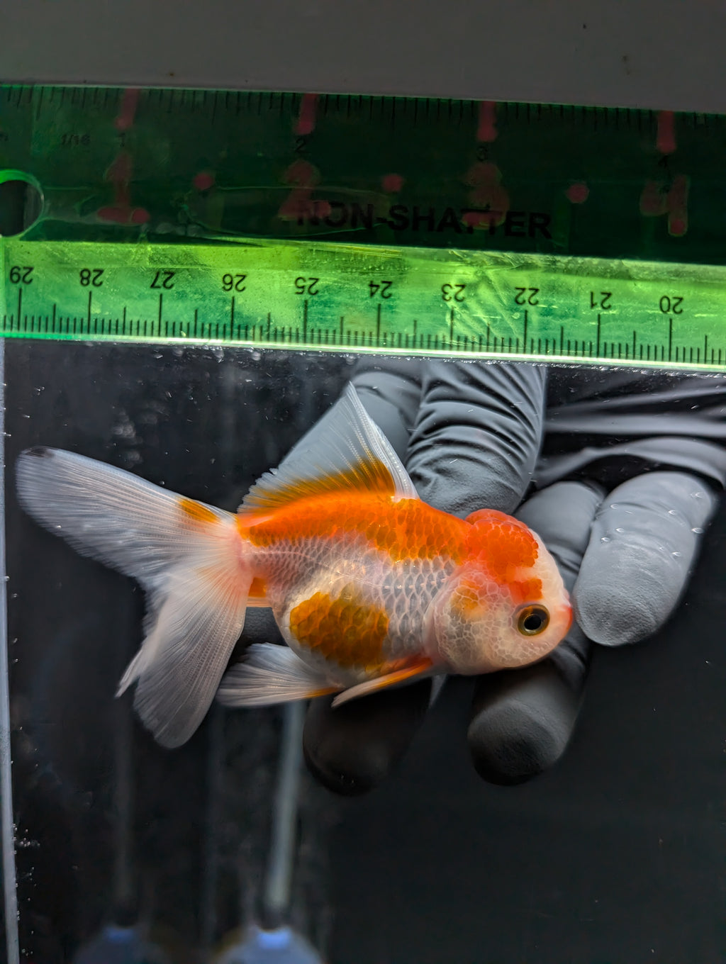 Juvenile Oranda  Red White 3"-3.5"in.  ID#619T1A-010