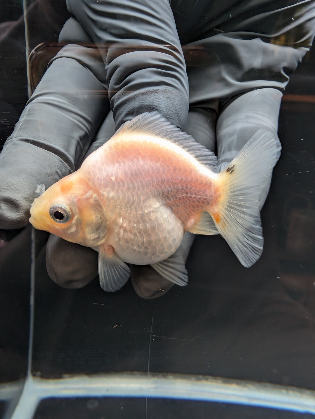 Baby Thai Shogun Oranda White 2"-2.5" in. ID#1023BSG11A-028