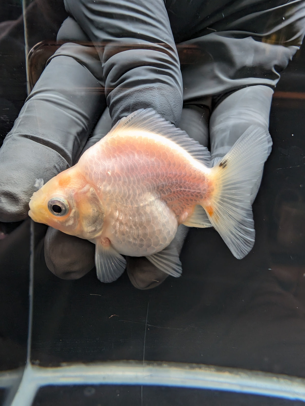 Baby Thai Shogun Oranda White 2"-2.5" in. ID#1023BSG11A-028