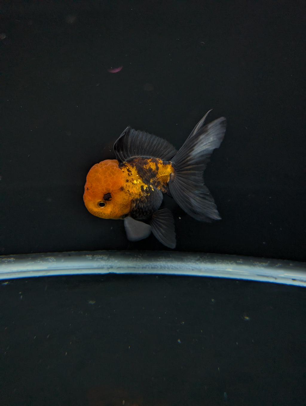 Thai Oranda Tricolor 4"-4.5"in.  ID#1023T1A-027