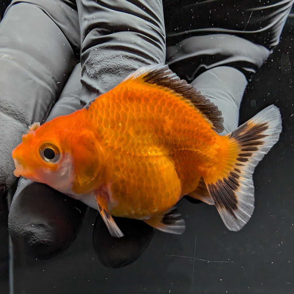 Baby Thai Shogun Oranda Tricolor 2"-2.5" in. ID#1016BSG11A-002
