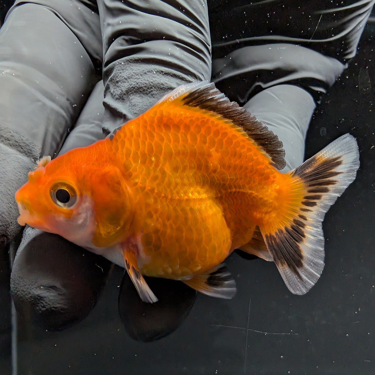 Baby Thai Shogun Oranda Tricolor 2"-2.5" in. ID#1016BSG11A-002