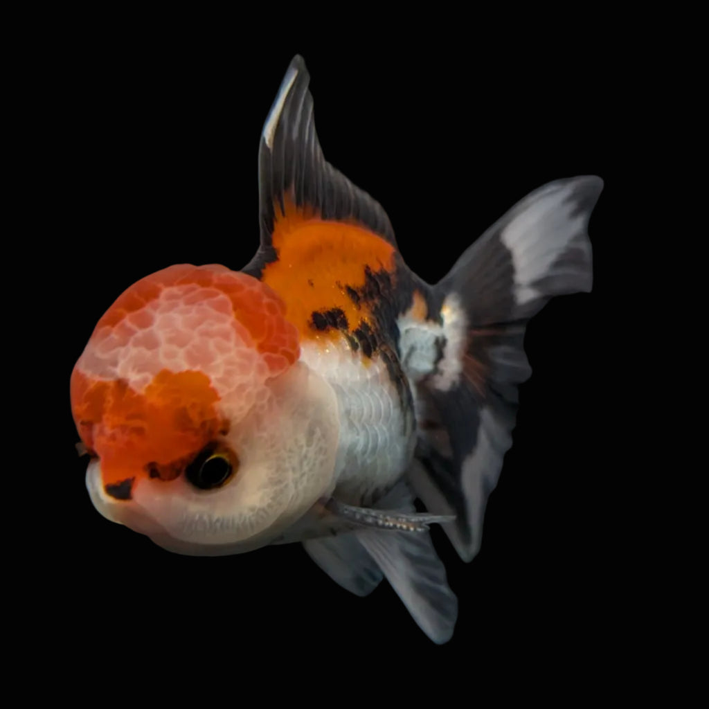 BOWSER *Boss 501 Juvenile Oranda Tricolor 3.5"-4" in.  ID#501T2A-009