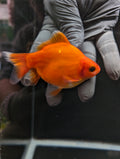 Tamasaba Sakura 3.5"in. ID#1023TM1B-033