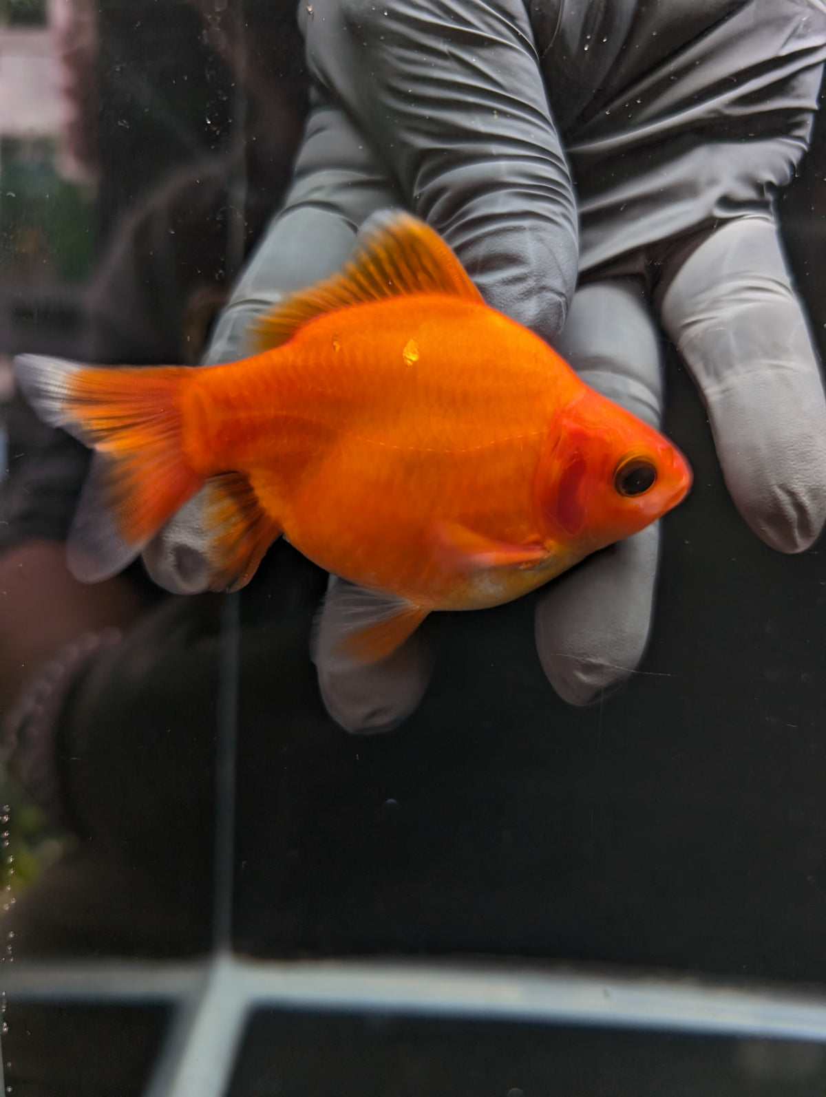 Tamasaba Sakura 3.5"in. ID#1023TM1B-033