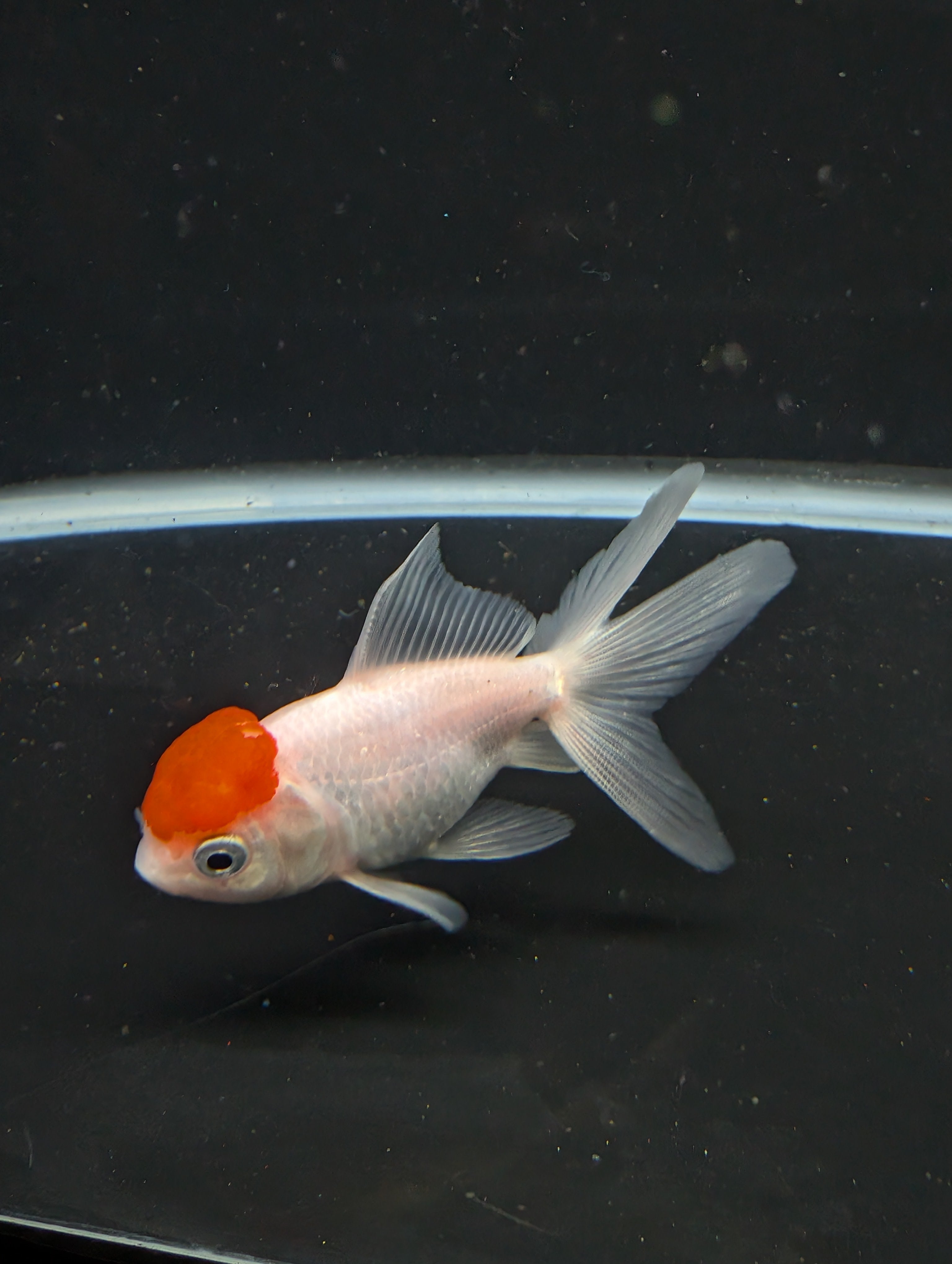 Juvenile Oranda  Red Cap 3"-3.5"in.  ID#619T1A-020