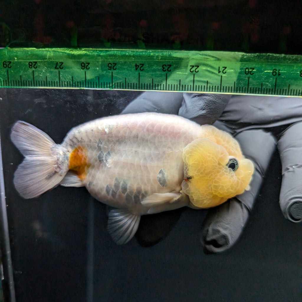 Jumbo Ranchu Lemon Head 3.5"- 4" in. ID#703R8A-005
