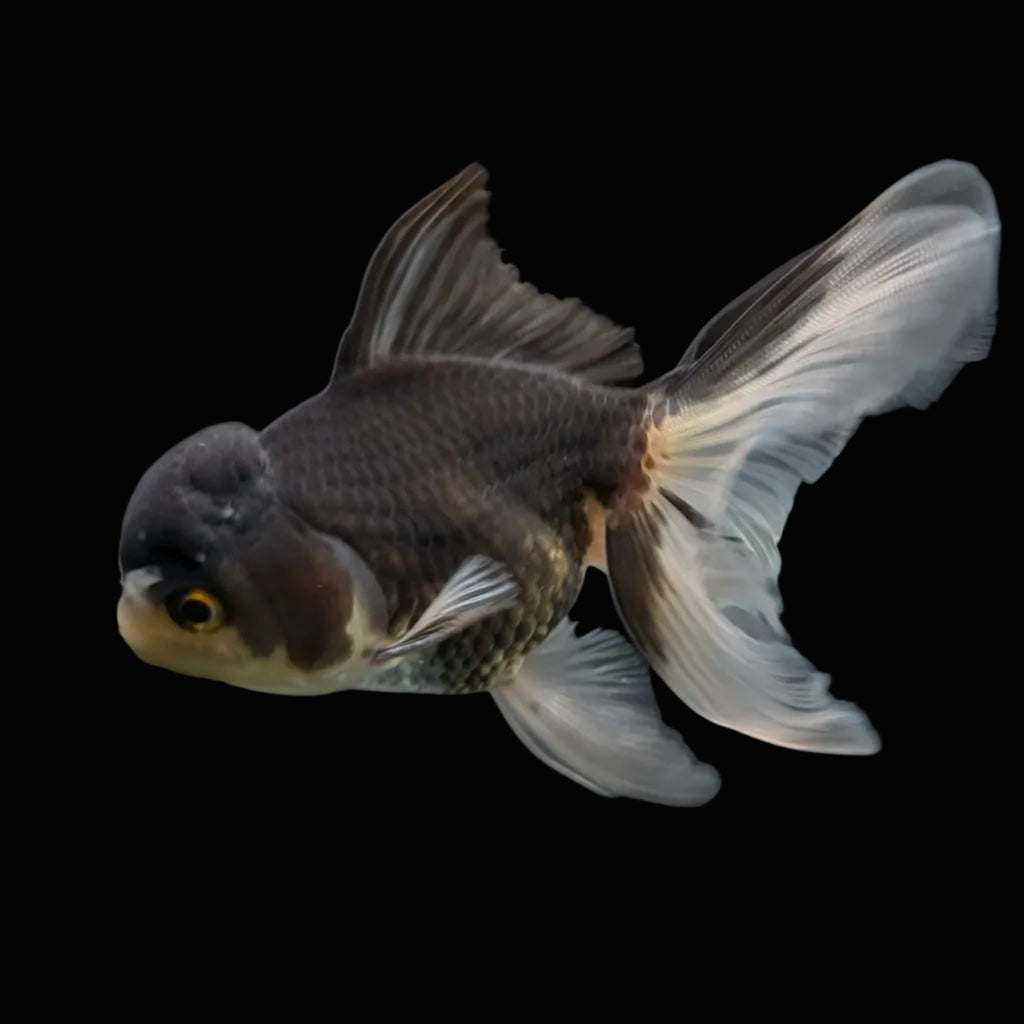 Thai Juvenile Oranda Panda 3.5"-4"in.  ID#724T1A-027