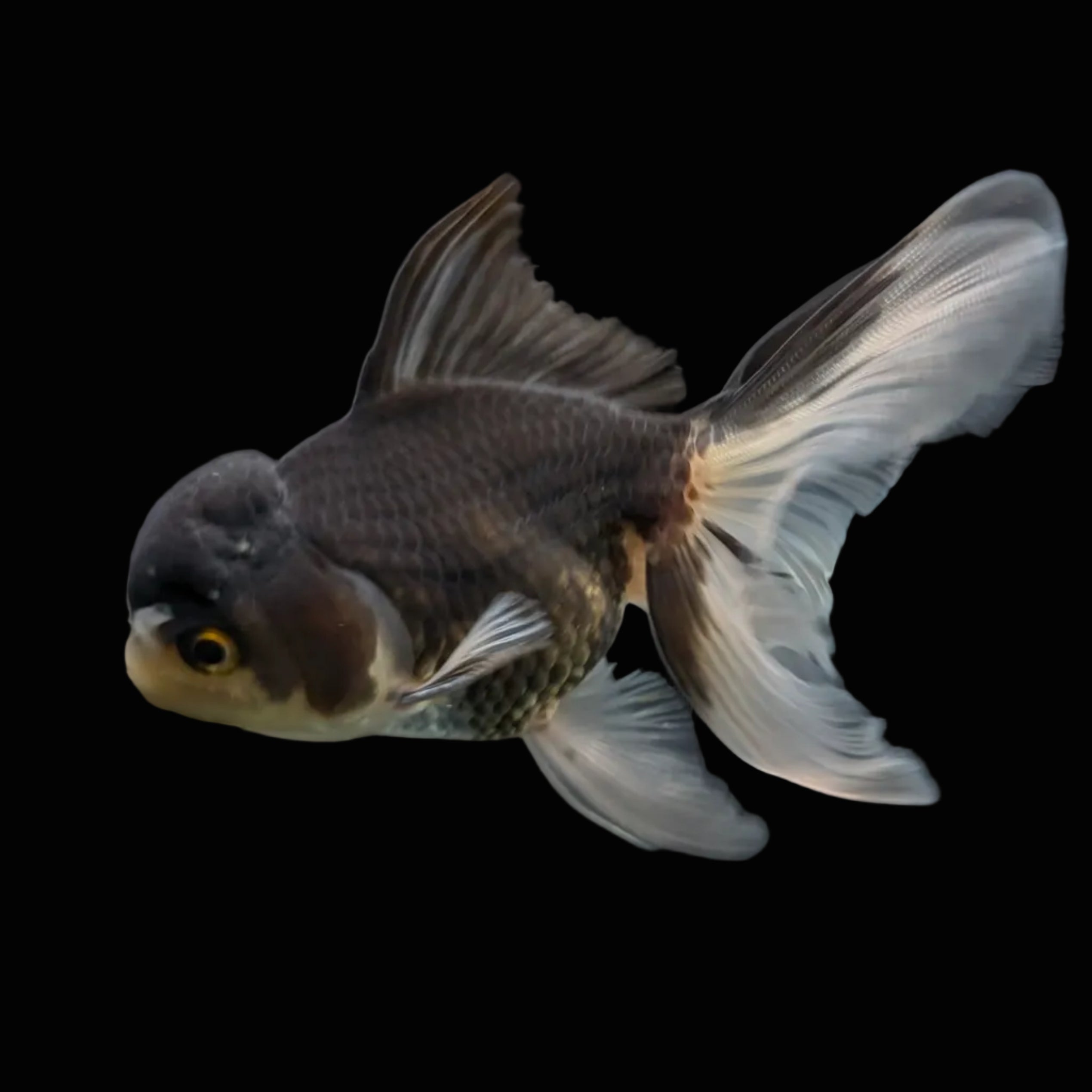 Thai Juvenile Oranda Panda 3.5"-4"in.  ID#724T1A-027