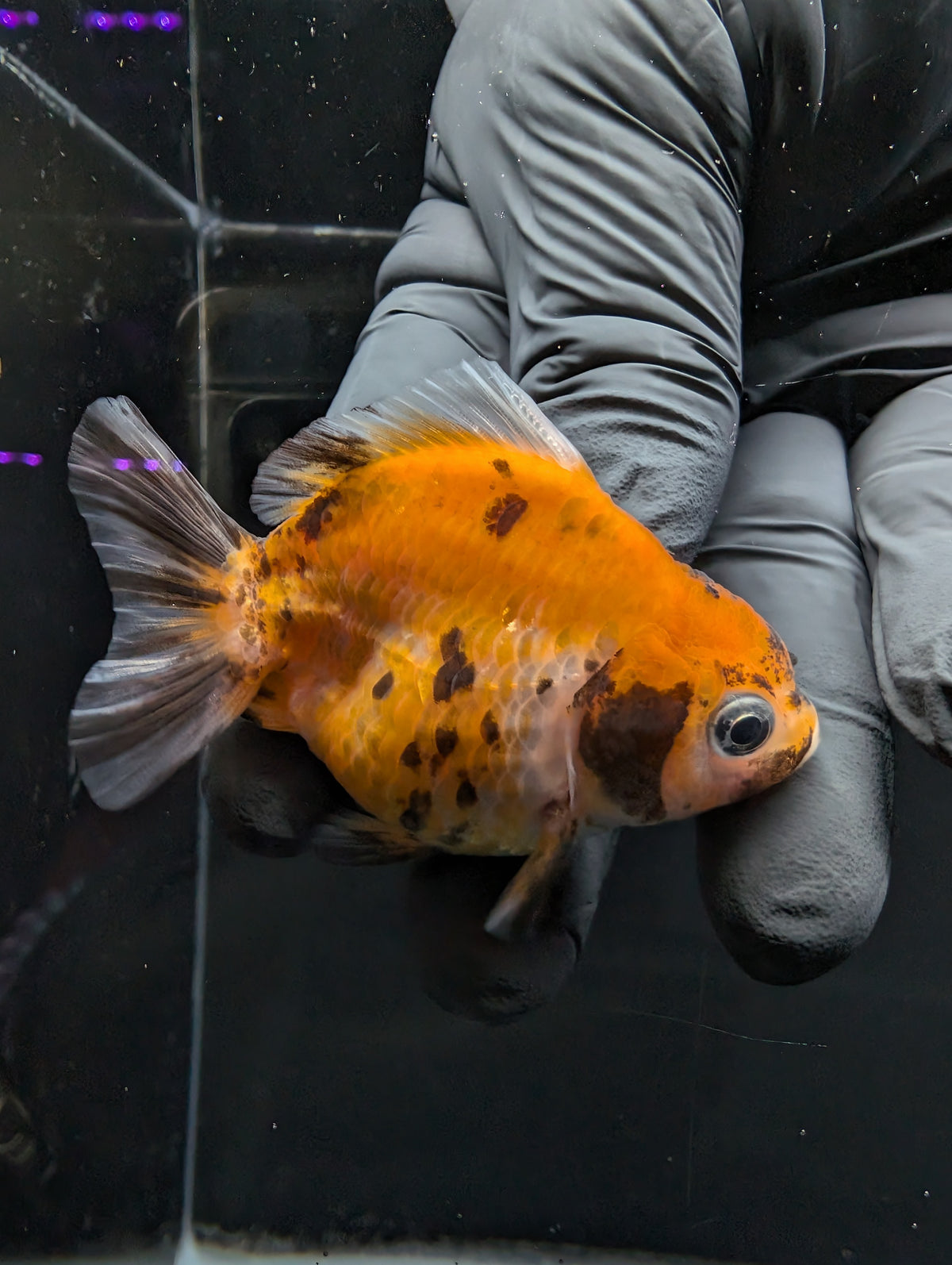 Baby Thai Shogun Oranda Calico 2"-2.5" in. ID#1016BSG11A-007