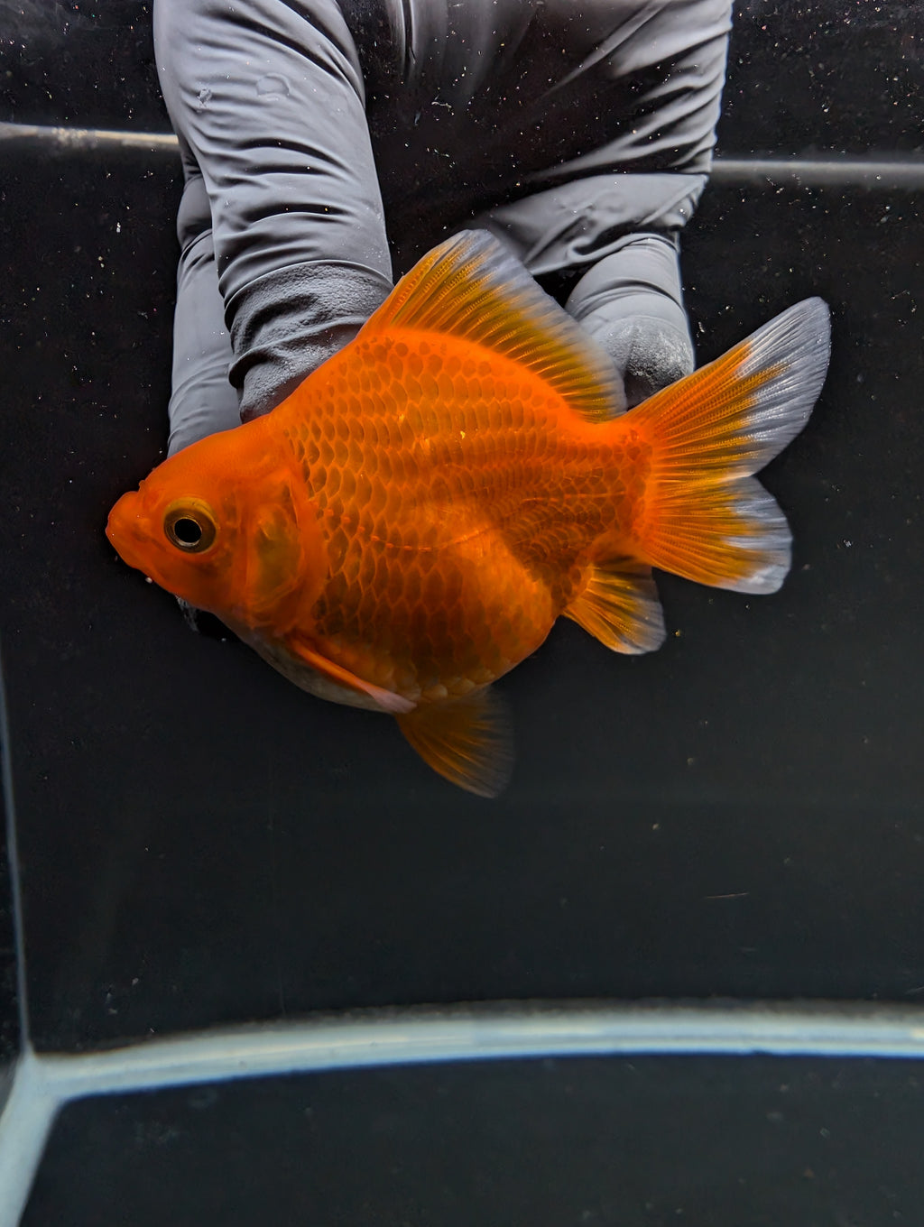 Tamasaba Red White 3"-3.5" in. ID#1009TM1B-001