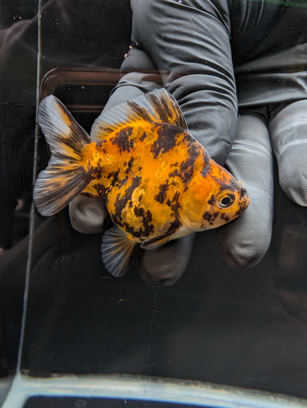 Baby Thai Shogun Oranda Tiger Calico 2"-2.5" in. ID#1023BSG11A-027
