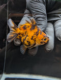 Baby Thai Shogun Oranda Tiger Calico 2"-2.5" in. ID#1023BSG11A-027