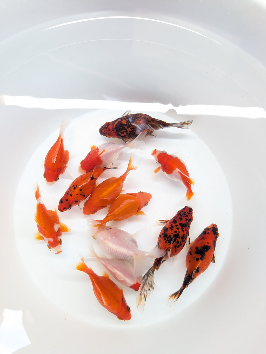 Tamasaba Red White 3.5"in. ID#1023TM1B-032