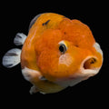 Jumbo Ranchu Calico 4.5"-5" in. ID#904R8A-002