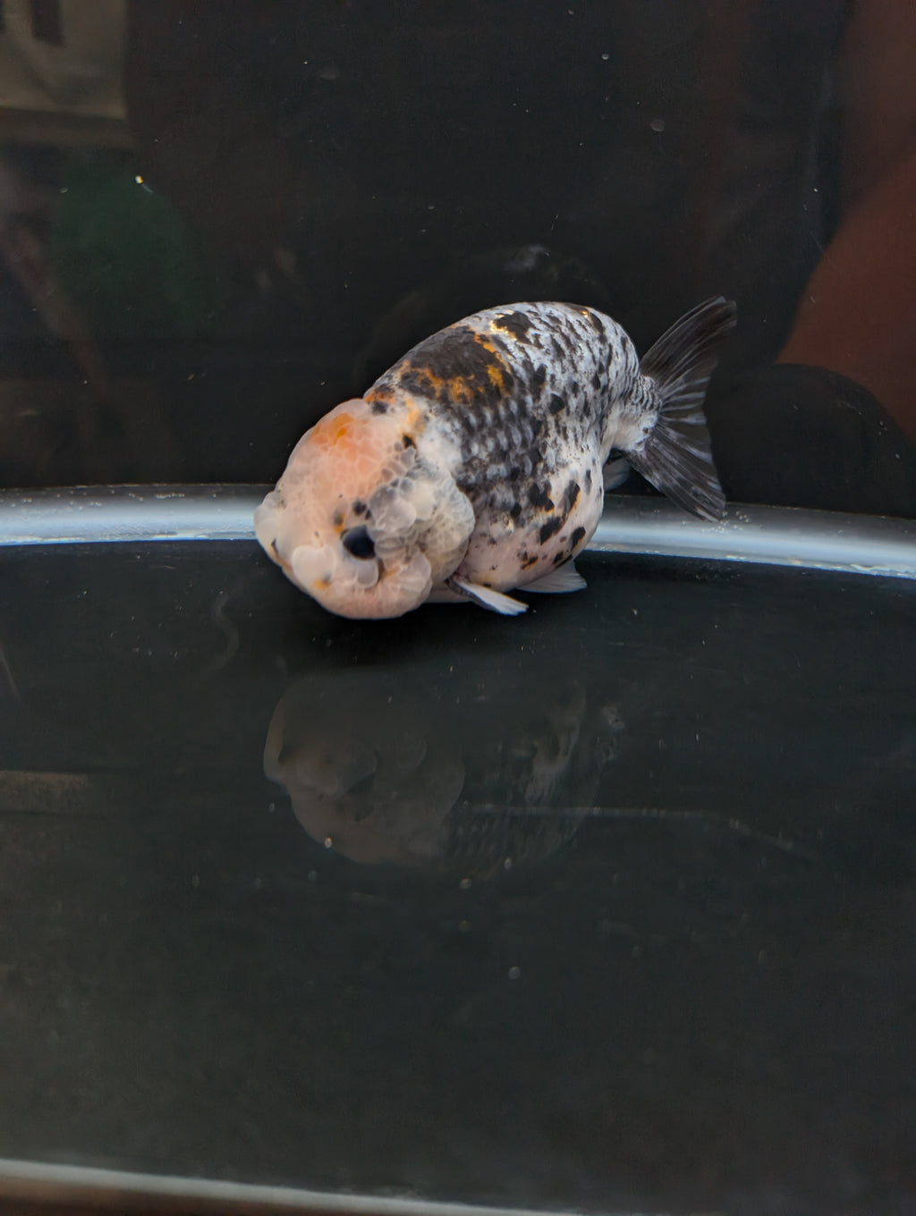Jumbo Ranchu Kirin Calico 4.5"-5" in. ID#814R8A-024