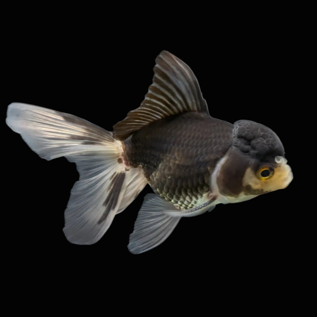Thai Juvenile Oranda Panda 3.5"-4"in.  ID#724T1A-027