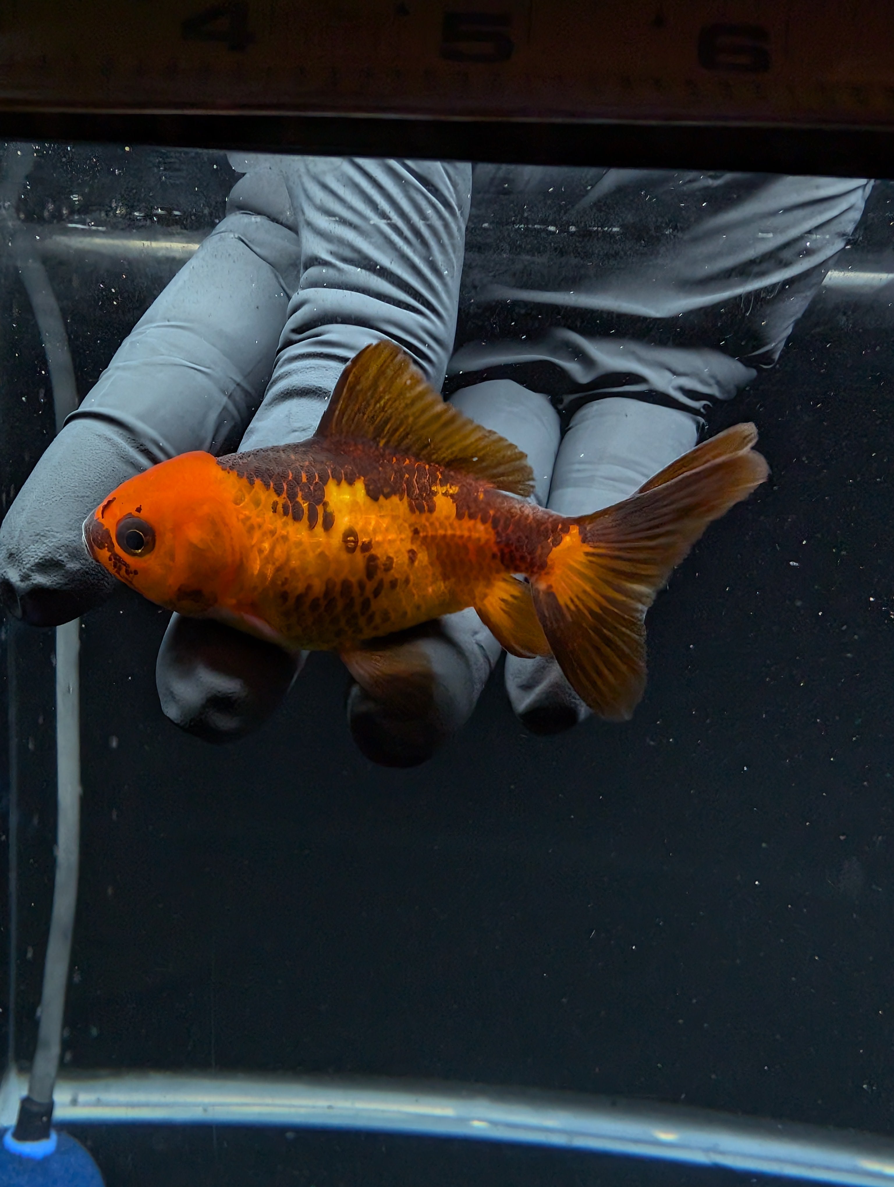 Juvenile Oranda Red Black 3"-3.5"in.  ID#529T1A-053