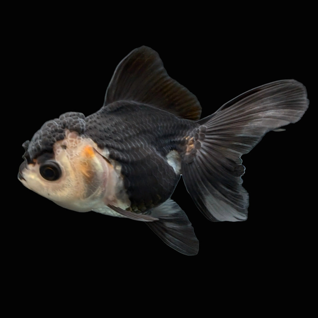 Thai Baby Oranda Panda 3"in.  ID#807T1A-003