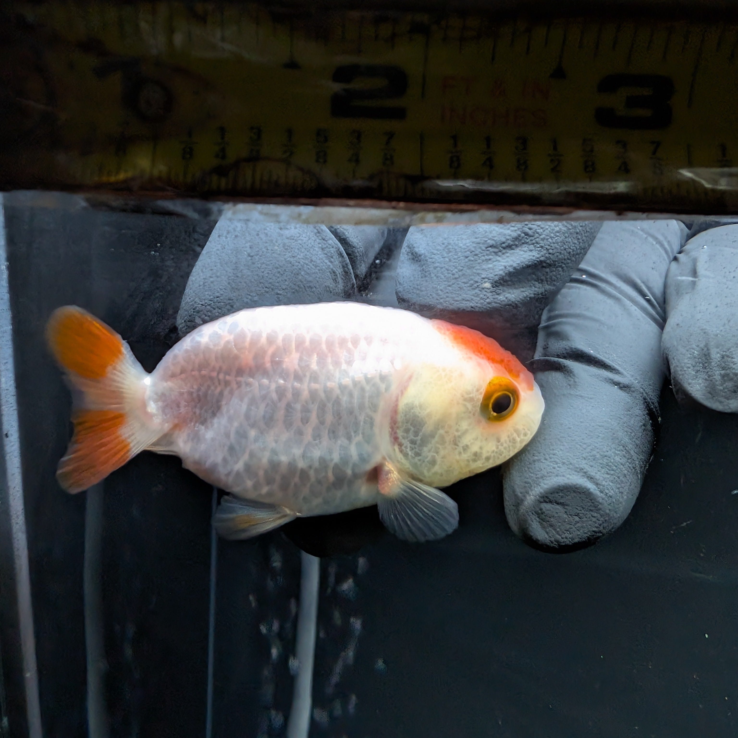 Baby Ranchu Red White 2.5"-3" in. ID#522R4A-001