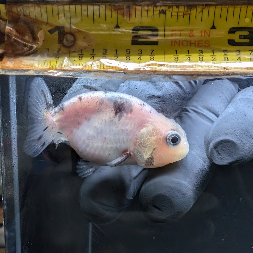 Baby Ranchu  Calico 2"-2.5" in. ID#508R3A-012