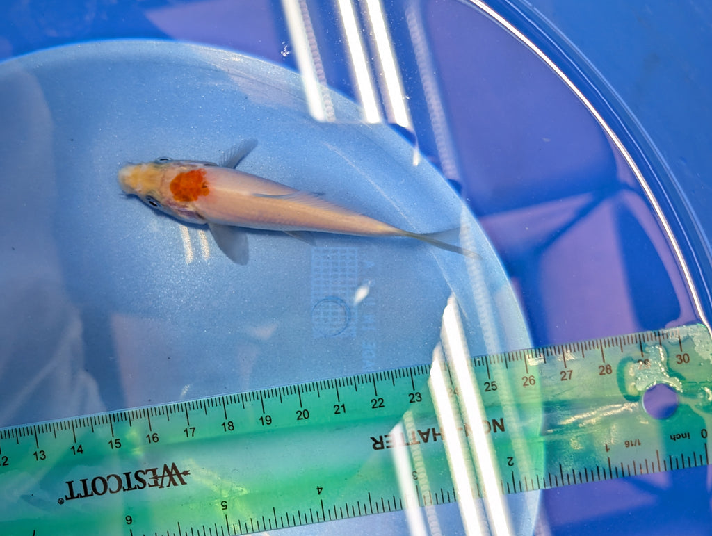 Tancho Kohaku Koi  4"in. ID#806BFK-016