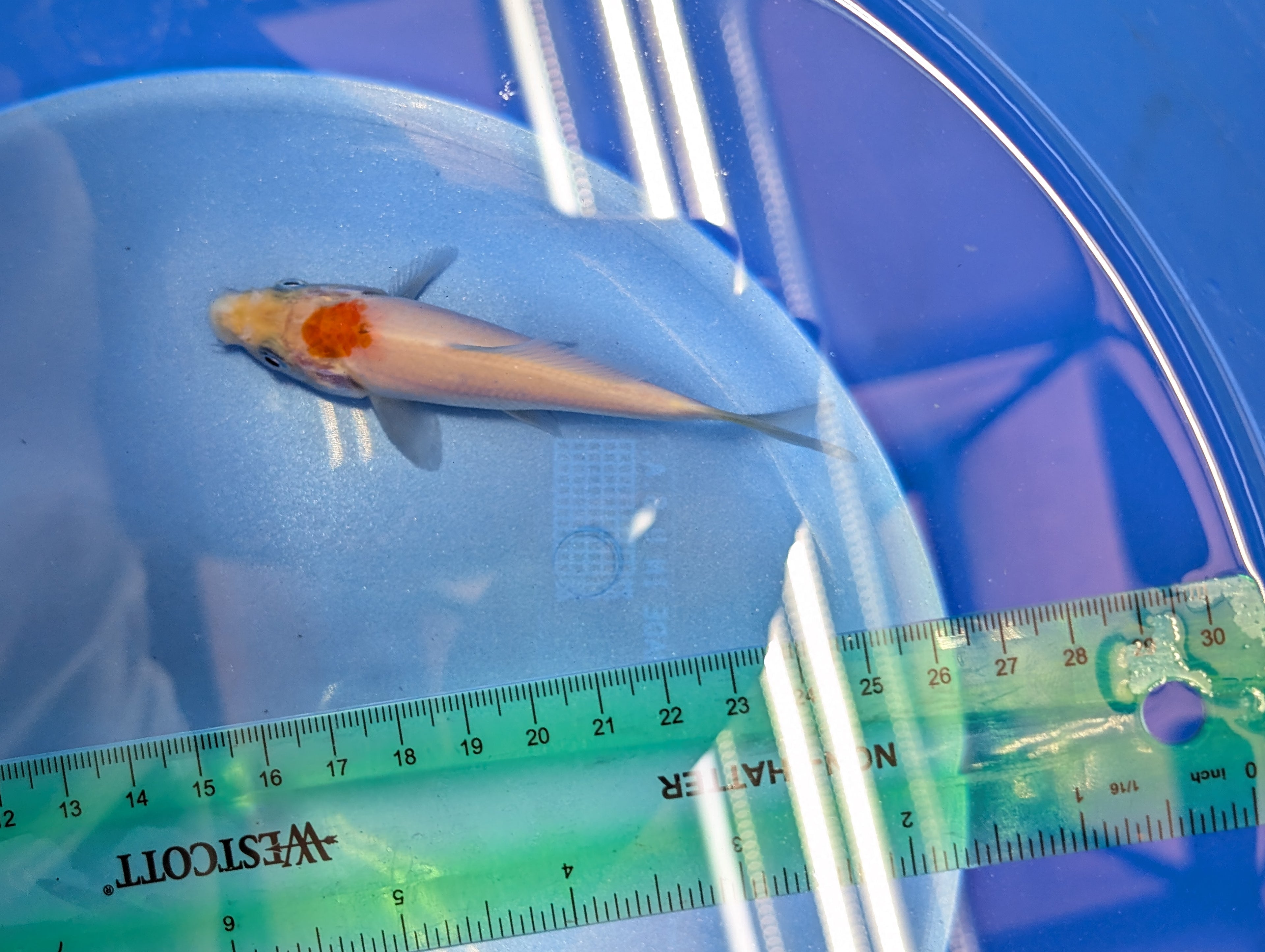 Tancho Kohaku Koi  4"in. ID#806BFK-016